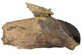 Rooted Triceratops Tooth - South Dakota #70133-1